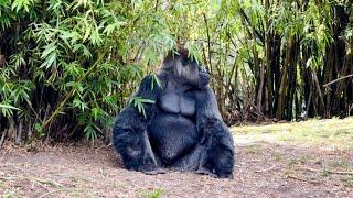 Gorillas at Disney’s Animal Kingdom