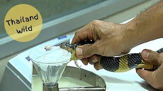 Banded Krait (Bungarus fasciatus) venom extraction at Bangkok Snake Farm, Thailand