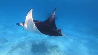 07.08.24 - Manta Snorkelling in Dhigurah Lagoon, Dives at Dhigurah Arches & Seven Heaven - Maldives