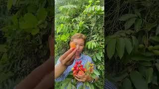 Tropical fruit #harvest #tropicalfruit