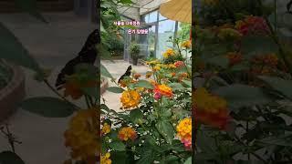#서울숲나비정원 #임영웅#온기 #서울숲#서울가볼만한곳 #힐링#나비정원