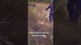 Control de maleza ,con desbrozadora con cuchillo sthil ,( control de malezas en almendros )