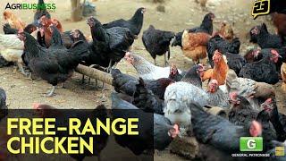 Free-Range Chicken Farming - FULL Version with English Subtitles | Agribusiness How It Works