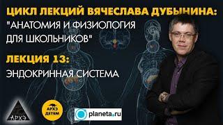 Вячеслав Дубынин: "Эндокринная система" (Лекция 13)