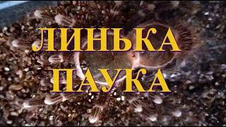 Линька паука - птицееда. Таймлапс.