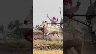 bull race| Punjab mela| #youtubeshorts #vewe #like #hit #champion #viralvideo #trendingshorts