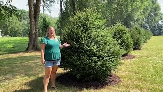 Norway Spruce