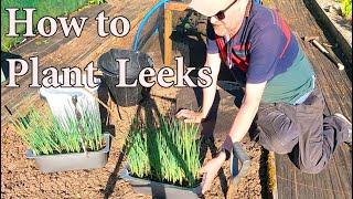 Allotment Diary : The Best Way To Transplant Leeks.