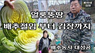 배추 절이고  김장김치 장난 아니네ㆍ수육에 소주 한잔~ 배추농사 ㆍ텃밭농사ㆍ고추농사ㆍ고추재배