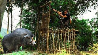 FULL: 300 days of wild boars attacking people, in the dangerous forest. Wild boar trapping skills