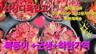 신상다육입고,묵둥이다육,착한가격,화분채배송 010-7635-3562콩나물다육