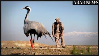 Afghan bird hunters carry on tradition amid chaos