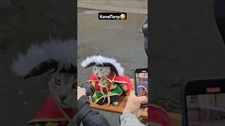 КотоПетр был замечен у эрмитажа 