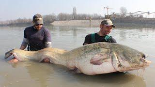 Siluro Gigante Over 100 kg sul Fiume Po - HD by Catfishing World