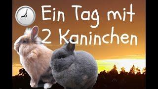 FMA: Ein TAG mit 2 KANINCHEN 