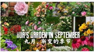 Hua's Garden in September 九月渐变的季节/德北入秋时还有哪些花在盛开/九月花园日记 /24.09.2021