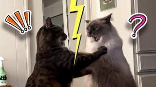 Cats Being Jerks || Funny Cats Compilation