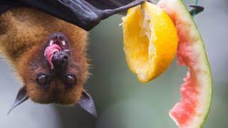 Top 10 Facts About Bats