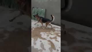 Angry German Shepherd Barking