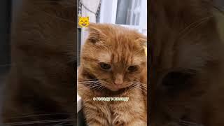 #малыш #врек #tiktok #рыжик #люблю #милый #весна