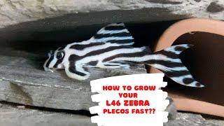 How to grow your L46 Zebra plecos fast??