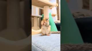 【コロン】米米Chipie お米の食べ方がかわいい#chipmunk #癒し