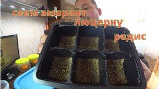 Микрозелень Сеем амарант , люцерну и редис рэд коралл