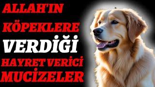 ALLAH CC KÖPEKLERE VERDİĞİ İNANILMAZ YETENEK VE MUCİZELER