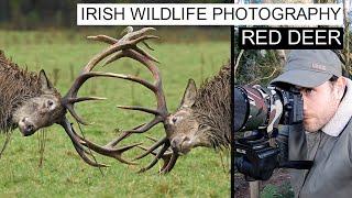 Wildlife Photography - Irish Red Deer