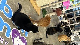 Furball Farm Cat Sanctuary is live!