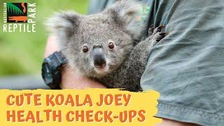 Cute Koala Joey Health Checks | Australian Reptile Park