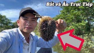 Bắt Ong Rừng và Ăn Trực Tiếp sẽ như thế nào