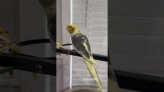 Magical Morning Tunes with Loubert | TielNamedLoubert | Singing Cockatiel