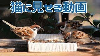 【猫が夢中になる猫用動画】庭にやって来るスズメとシメ