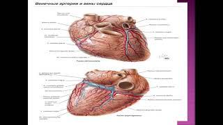 Юрак қон томир тизими анатомияси. Анатомия. Маъруза