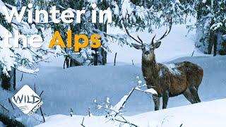 How Wildlife Survives the Harsh Winter in the Alps | Wild to Know