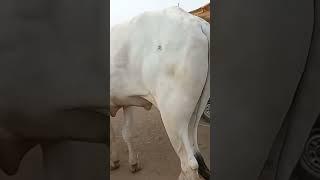 7th Fit Height Cow 2023