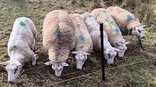 ANDY THE GARDENER!!! The 110 sheep are waiting