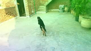 German shepherd Dog ball training. German shepherd in pakistan. 4 month old GSD