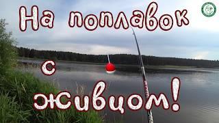 НА ПОПЛАВОК С ЖИВЦОМ! РЫБАЛКА НА УДОЧКУ И СПИННИНГ, ВЕЧЕРКА НА ПРУДУ В ДВУХ ШАГАХ ОТ ДОМА, УРАЛ!