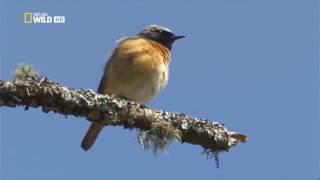 Nature Documentary BBC  WildLife of Scotland Episode 1 2