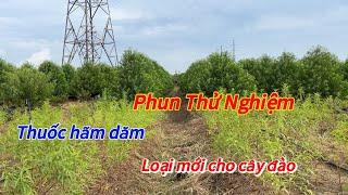 Đào Tết - Phun thử nghiệm thuốc hãm dăm không gây hại đất cho cây đào - Vườn Nhà Bon (p107)#daotet