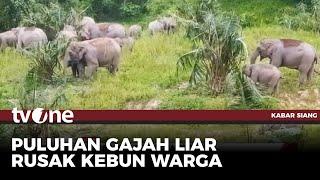 Puluhan Gajah Liar Rusak Perkebunan Warga di Jambi | Kabar Siang tvOne