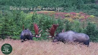 Alaska Bull Moose Sparring; Time toTry Out Those Shiny Antlers | MooseMan Video Photography Calendar