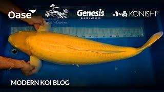 Modern Koi Blog #6185 - Andreas 103 cm Doitsu Karashigoi den er vom Jumbo Tosai großgezogen hat