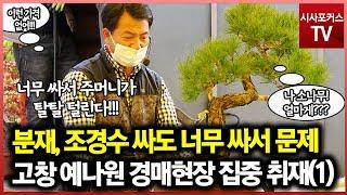 분재, 조경수 싸도 너무 싸서 문제! 고창 예나원 경매현장 집중 취재(1)