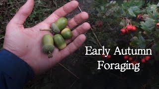 Edible Plants to Forage in September - UK Woodland Foraging