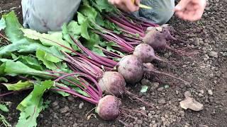 Territorial Seed Vegetable Trial Evaluations