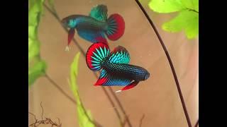 Amazing rare wild betta imbellis flaring - franksbettas