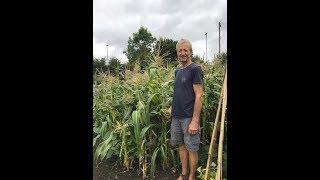 Sweetcorn at Steph’s no dig allotment, how grown, how to see if cobs are ready